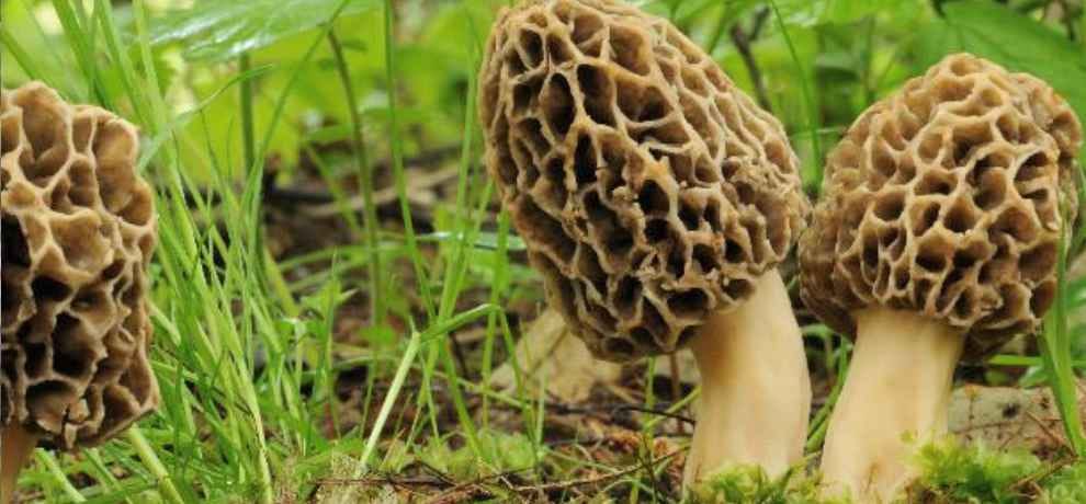 guchhi herb in himachal demands in france and england