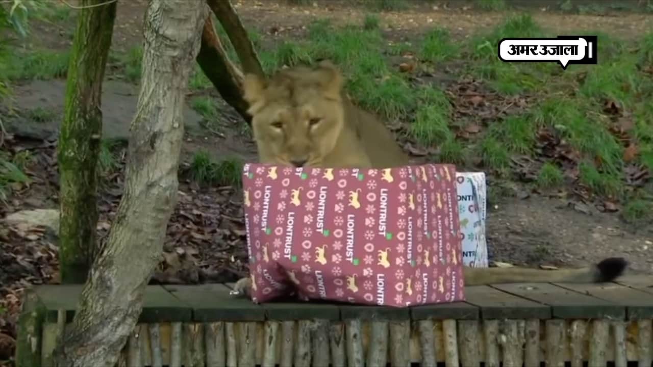 LONDON ANIMAN CHRISTMAS DAY