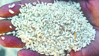 Poor quality rice distribute in dehradun which dump in nainital