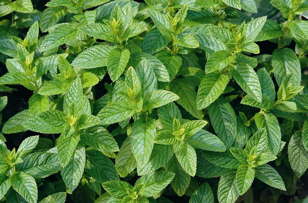 mentha market shock