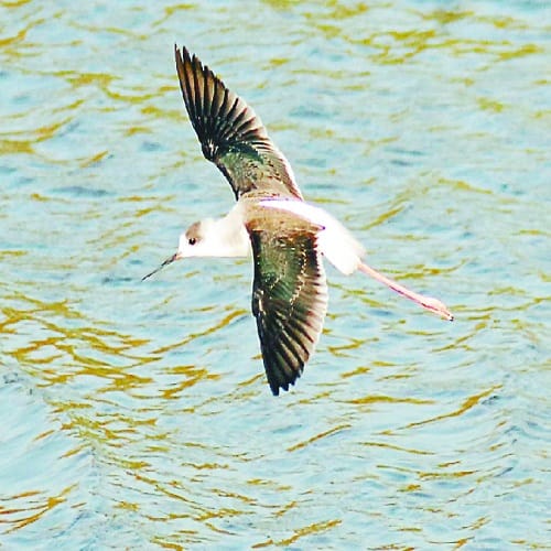 Secrets of foreign birds in Hastinapur Sanctuary, see photos