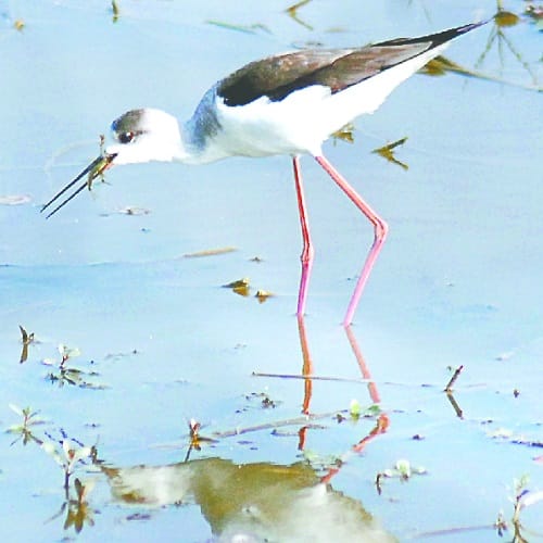 Secrets of foreign birds in Hastinapur Sanctuary, see photos