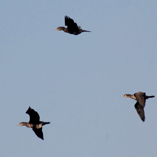 Secrets of foreign birds in Hastinapur Sanctuary, see photos