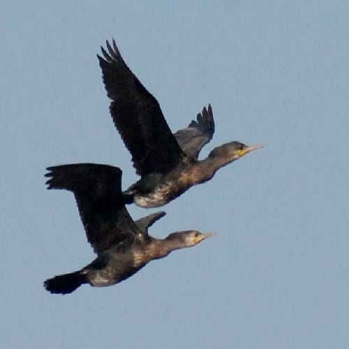 Secrets of foreign birds in Hastinapur Sanctuary, see photos