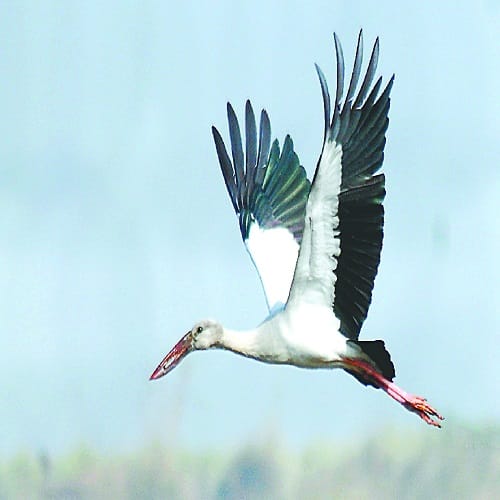 Secrets of foreign birds in Hastinapur Sanctuary, see photos