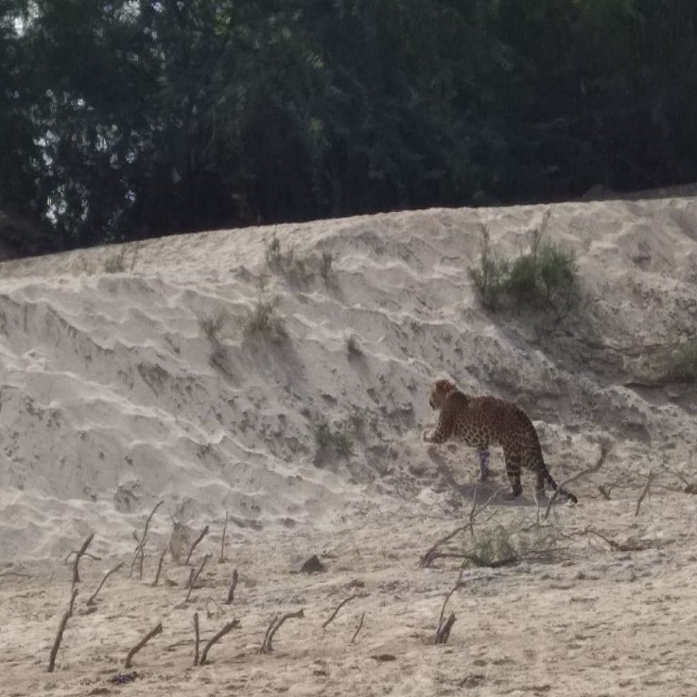 rajasthan barmer forest department remains clue less about panther who attacked 5 people in samdari 