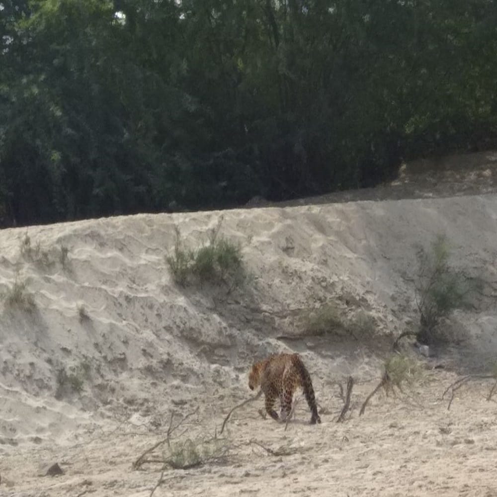 rajasthan barmer forest department remains clue less about panther who attacked 5 people in samdari 