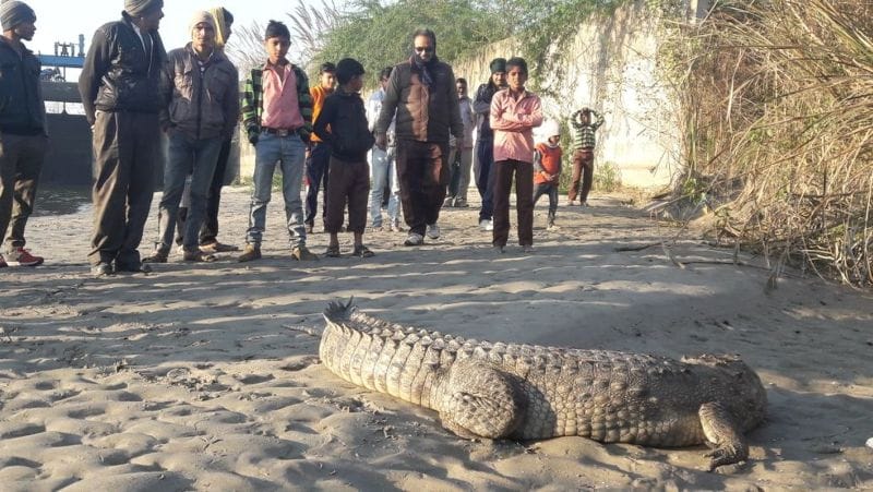 बस्ती की ओर मगरमच्छ आते देख मचा हड़कंप