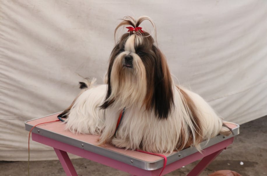 Dehradun Dog Show 2018 online Trade for puppy sell and purchase