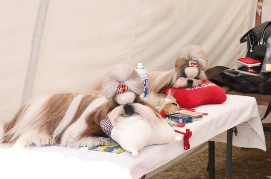dehradun dog show 2017 photos these dogs like soft toys 