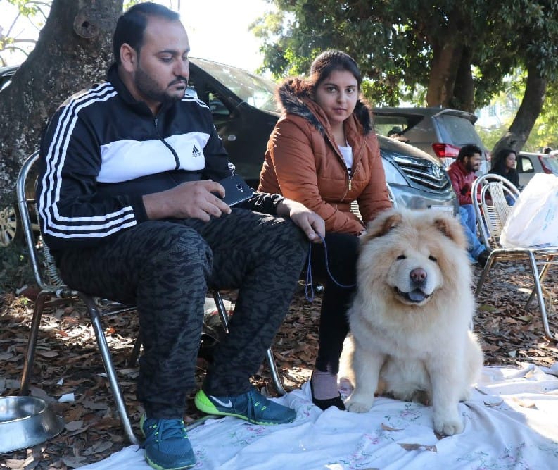 dehradun dog show 2017 photos these dogs like soft toys 