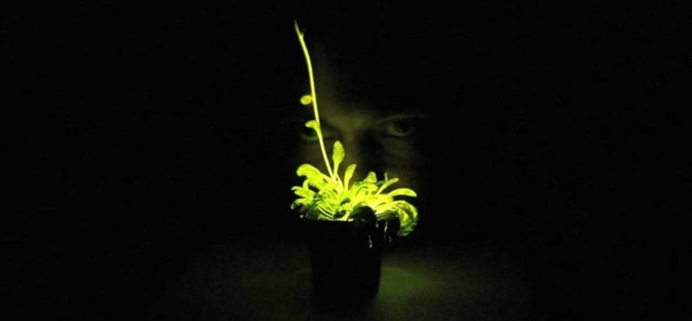  plants which give lights in night instead of street lights in america