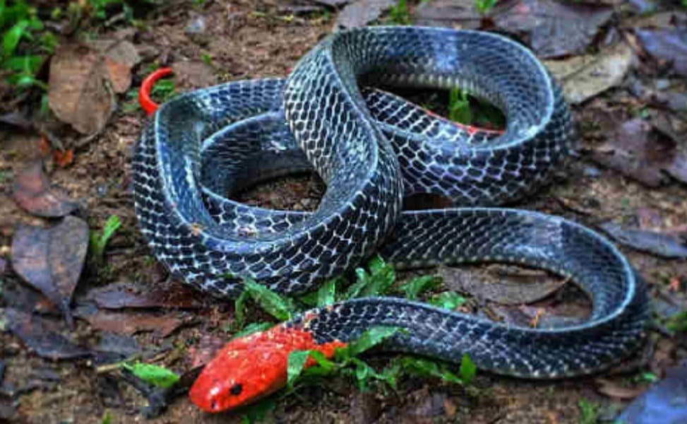 These are the 5 most poisonous snakes in the world 