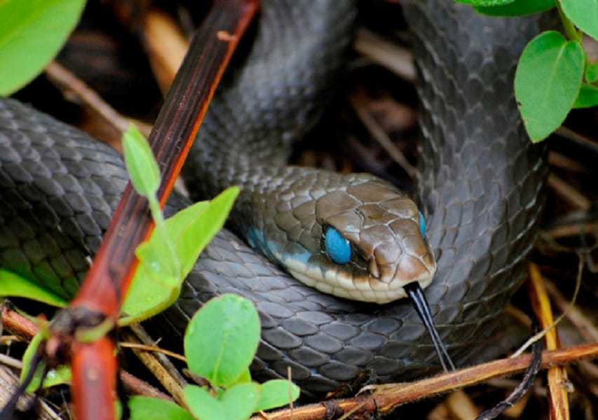Around Three hundred snakes found in the house at uttar pradesh