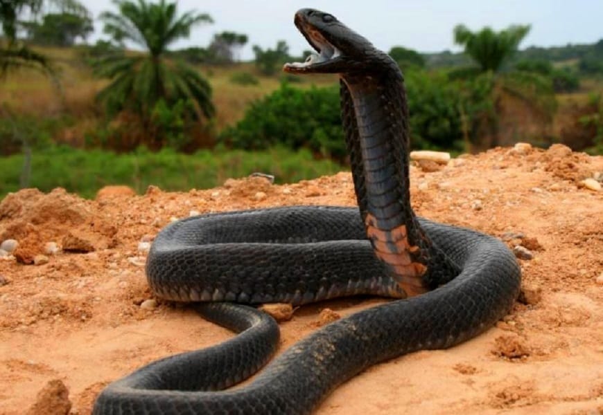 red snake found in chandigarh, dangerous snakes in india