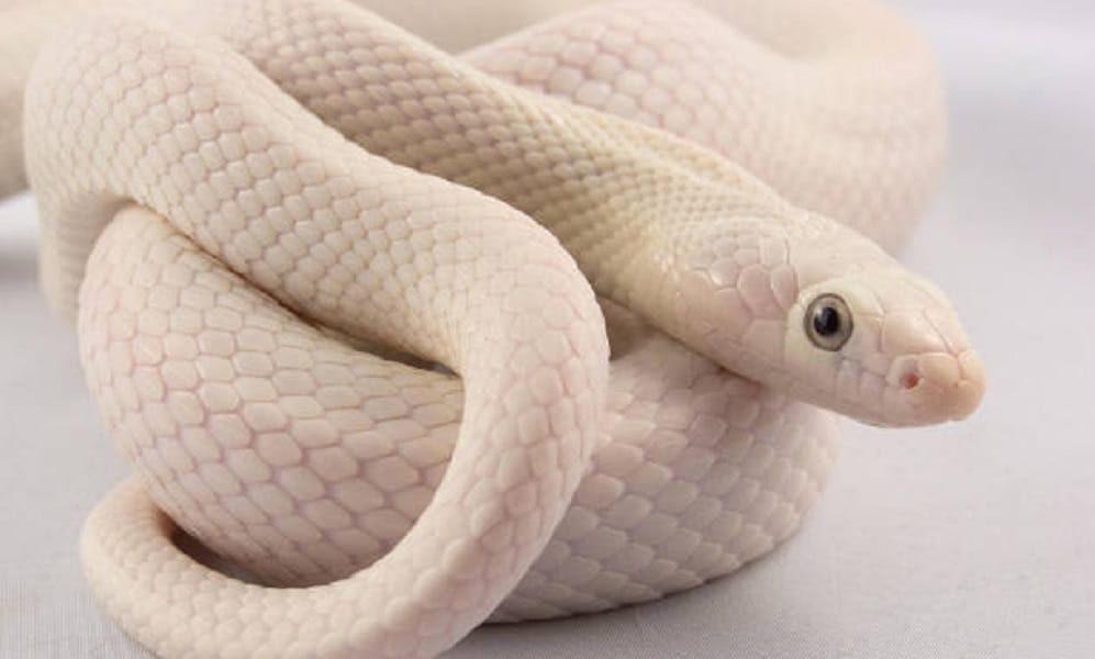 Death of woman's snake