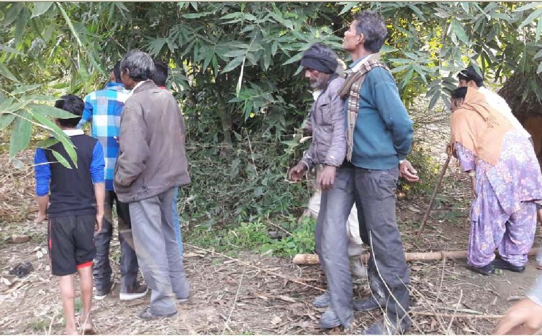 ंडई हाल्ट में गांव तक पहुंचा बाघ, भरा पचपेड़ा में मारी गाय