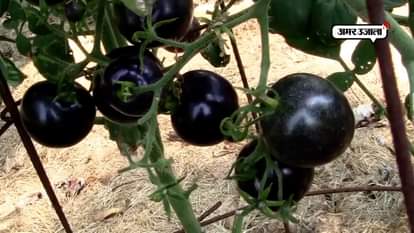 KNOW THE BENEFITS OF BLACK TOMATOES OR INDIGO RED, CULTIVATION OF BLACK TOMATO