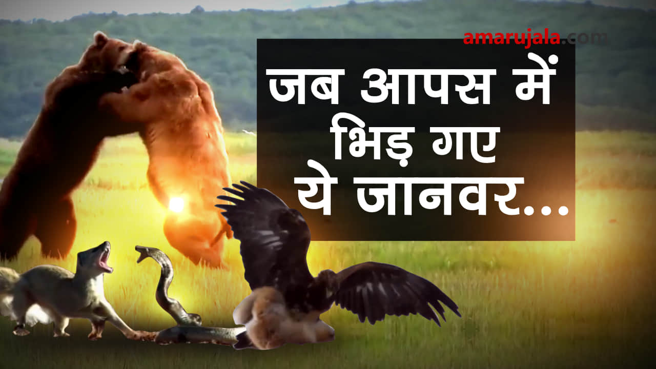 these animal fights will give you chills special story