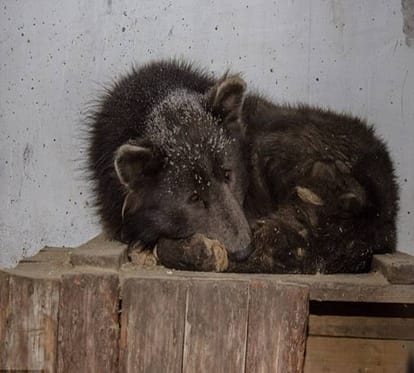 Family saved a Baby Bear from forest fire and feed for two months