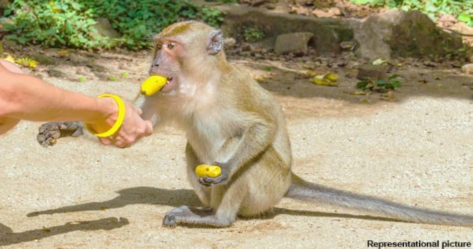 chandigarh administration strict on monkey feeding