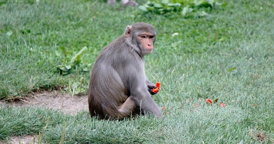 monkey conslong a crying woman during a funeral in karnataka nargund village video viral