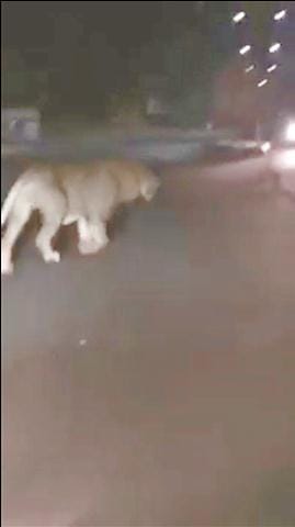 The rumor of the lion viral on the saucer gate, overnight panic