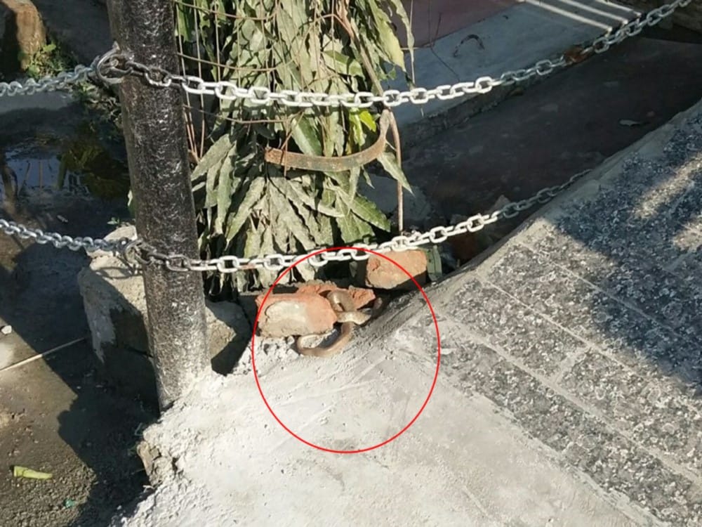 snake found in bharatiya janata party leader house in dehradun
