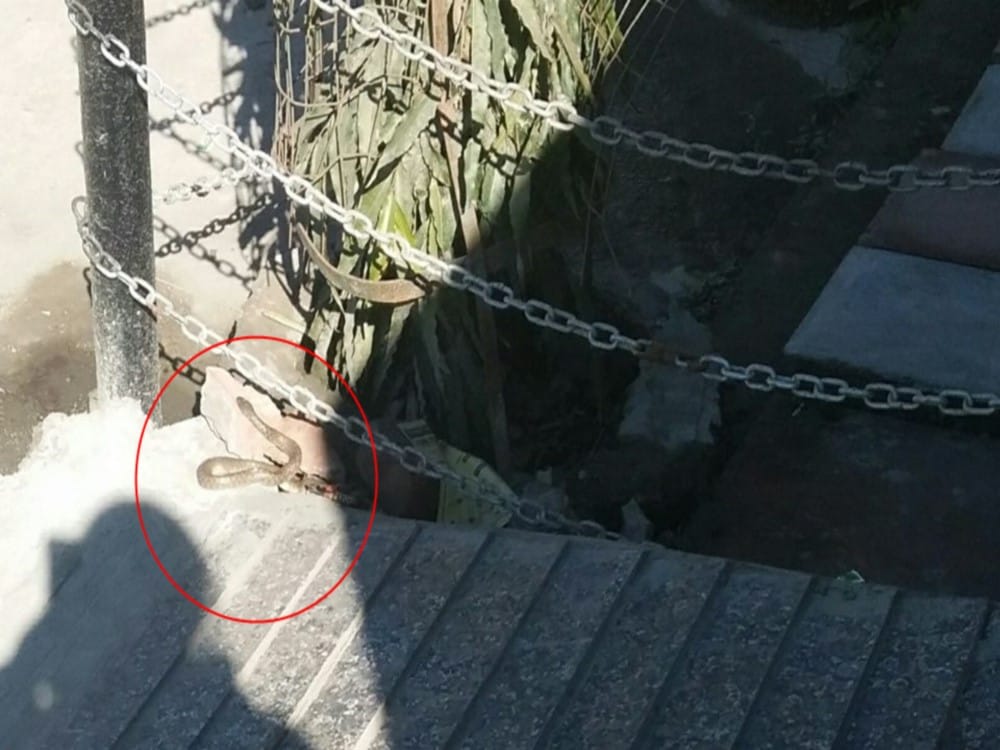 snake found in bharatiya janata party leader house in dehradun