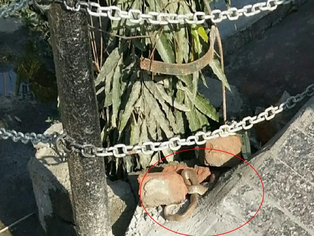 snake found in bharatiya janata party leader house in dehradun