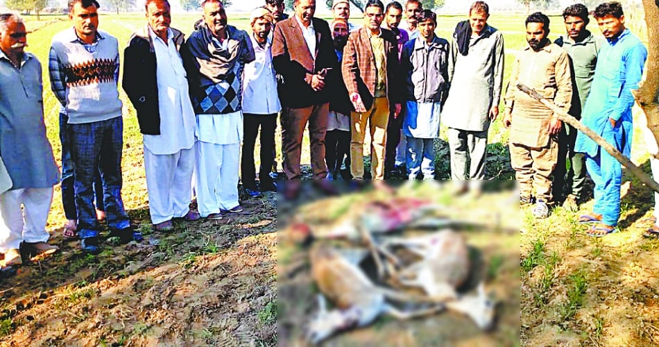 three female bucks poaching in asia largest open sanctuary at abohar punjab