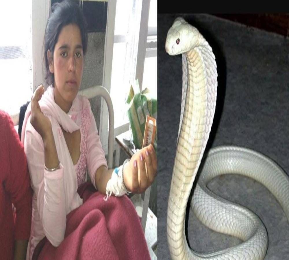 A Mysterious Snake Bite the girl thirty four times