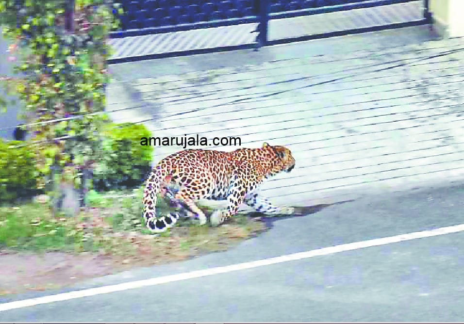 haridwar: leopard killed labour in BHEL area