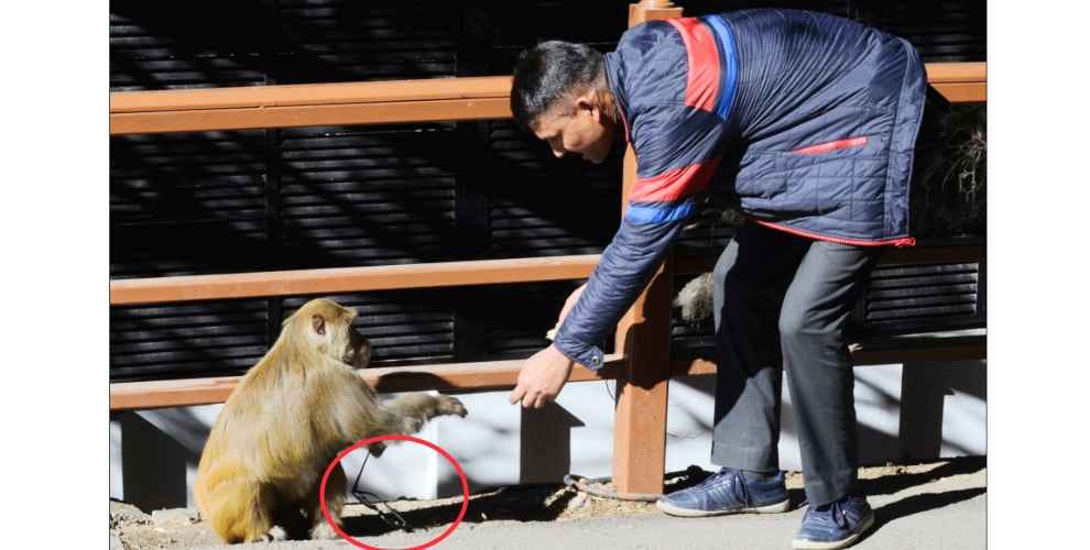 monkey attack in shimla