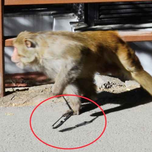 monkey attack in shimla