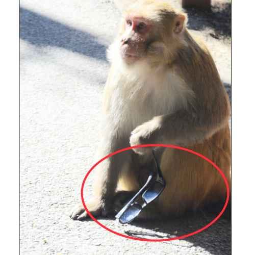 monkey attack in shimla