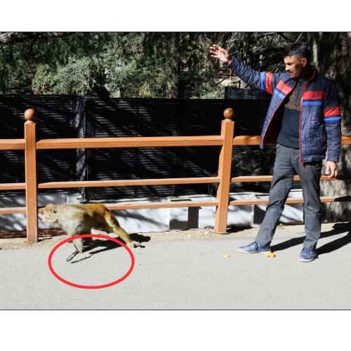 monkey attack in shimla