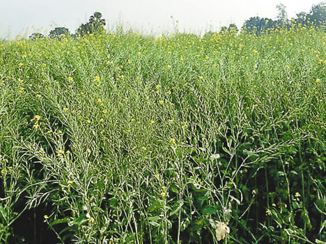 Increases in temperature due to increase of mustard and wheat.