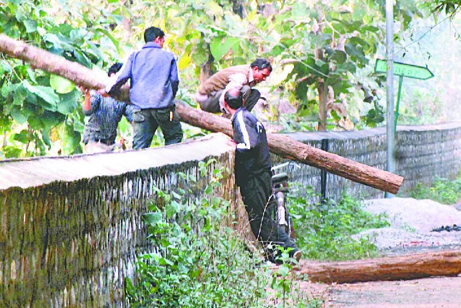 wood being stolen during day, department silent