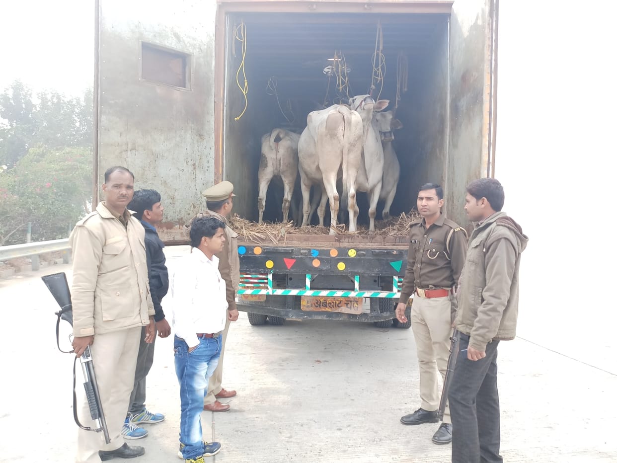 एक्सप्रेसवे पर पकड़ा बैलों से भरा  कंटेनर