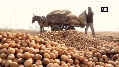 Farmers being forced to throw away their potato on road in agra