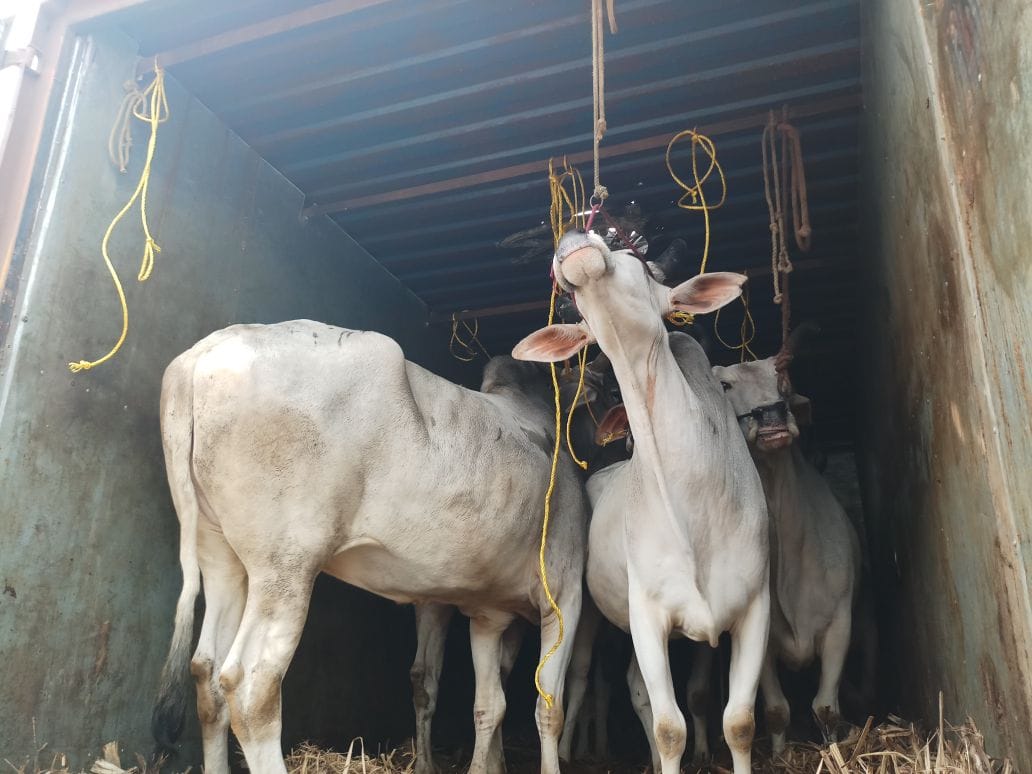 The go rakshaka beat two people in indore