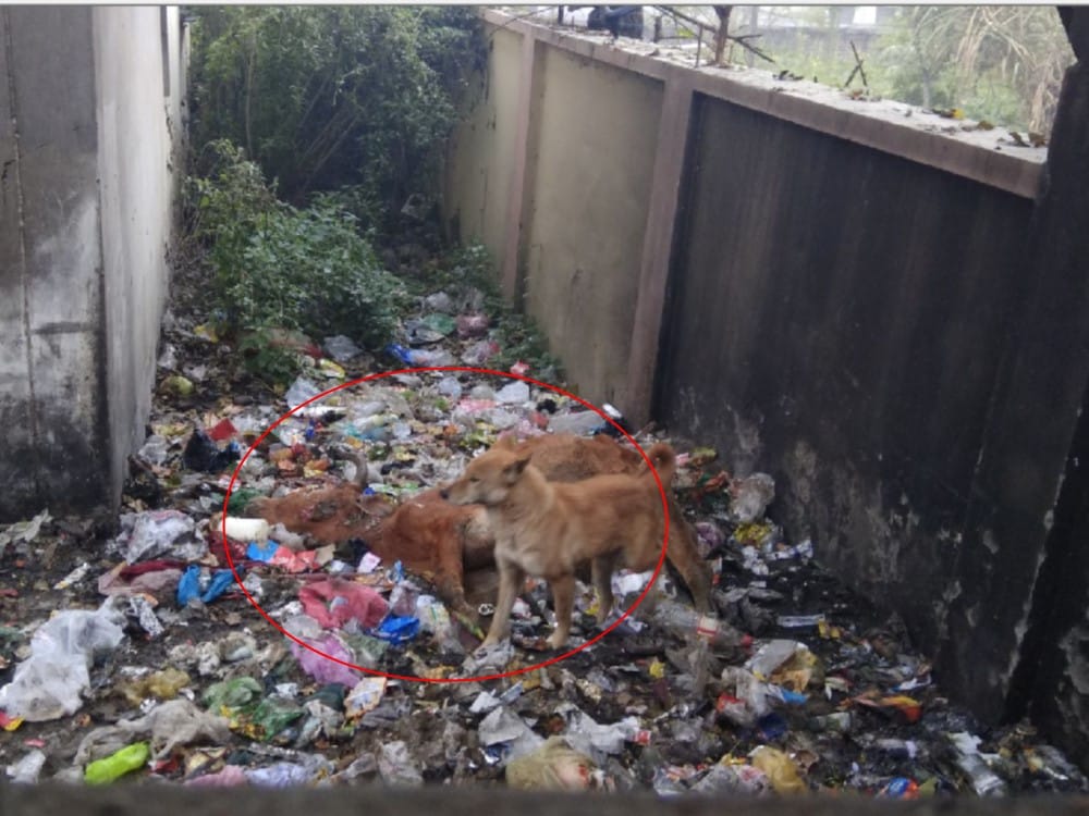 dogs eat cow dead body in srinagar hospital