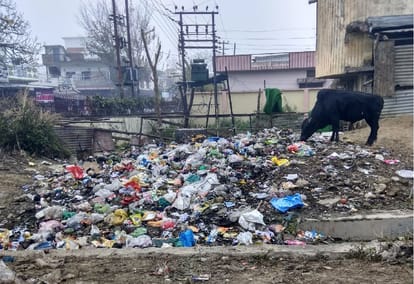 dogs eat cow dead body in srinagar hospital