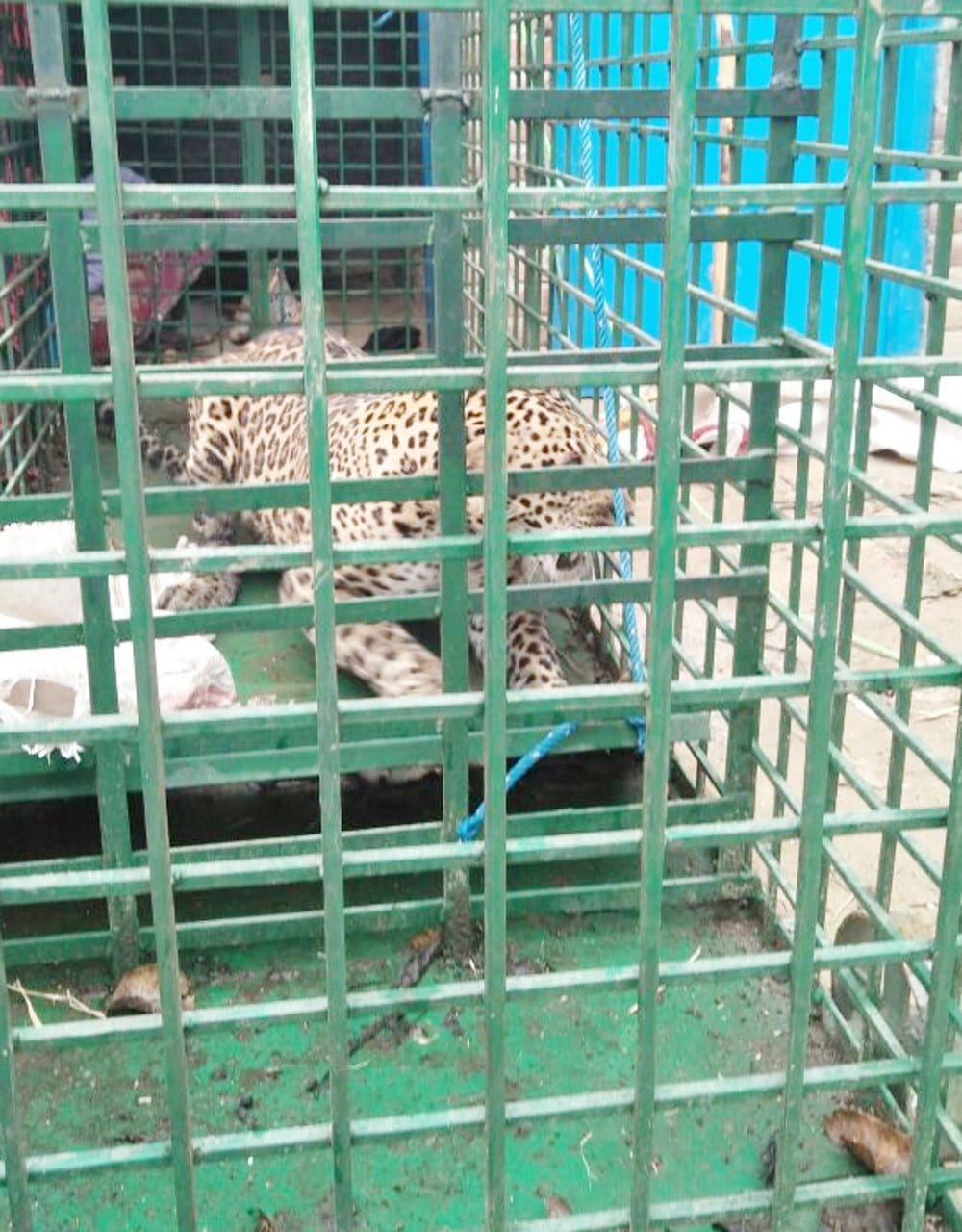 Leopard in Laxmipur Cathavalia village, four injured in attack
