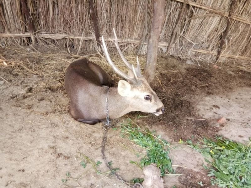 घायल बारहसिंहा गांव पहुंचा