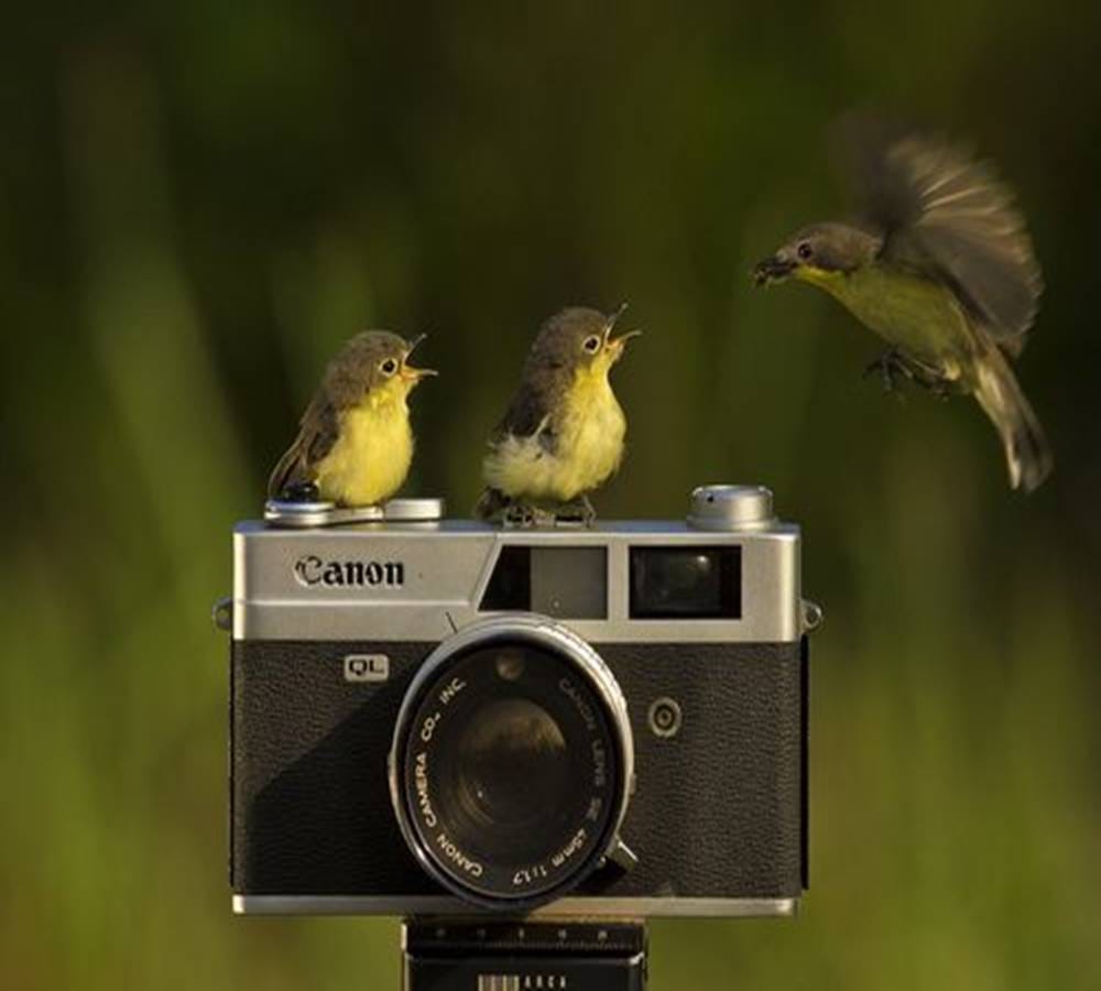 video being viral bird stole the camera in norway