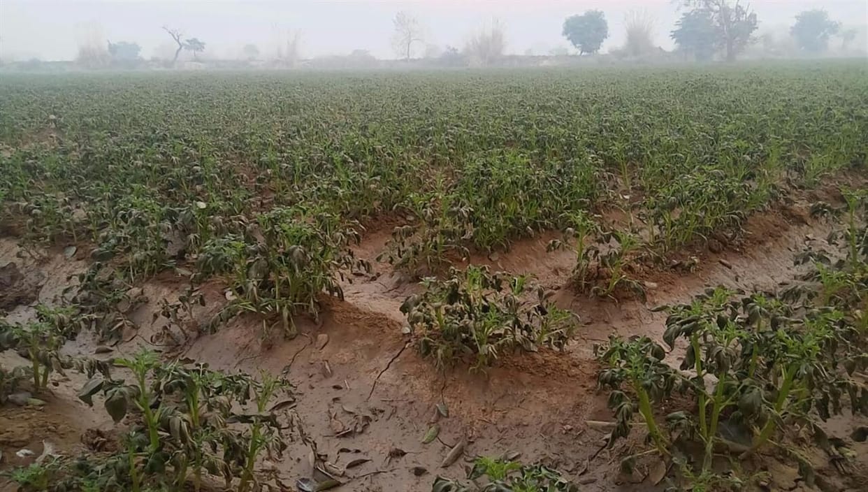 चेचक राेग की चपेट में आलू राजा, घटेगी पैदावार