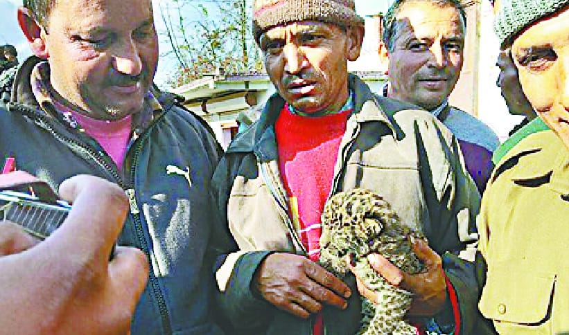 Leopard cub entered in city