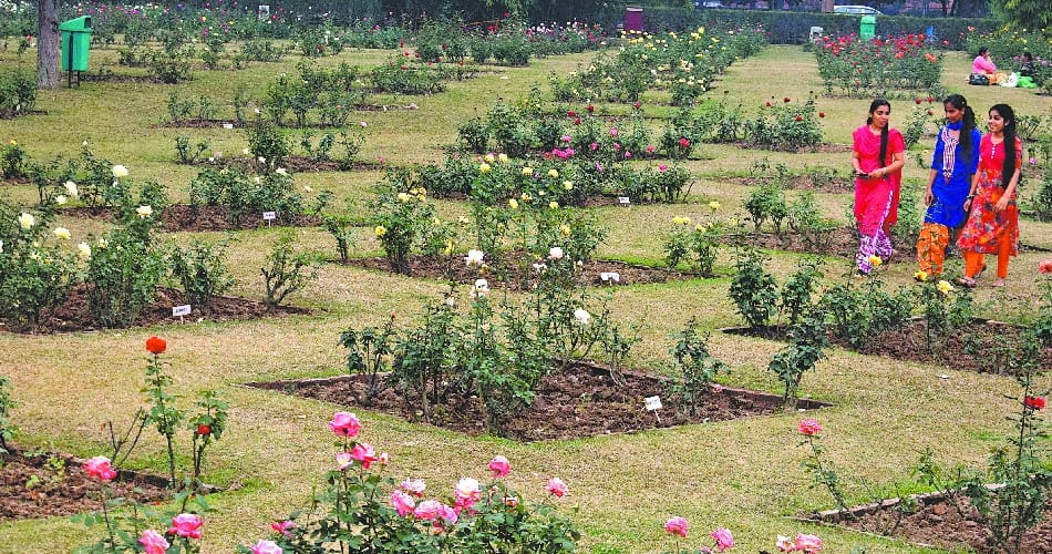 Nagar Nigam Chandigarh Have no Fund, But Spending Millions on Rose Festival